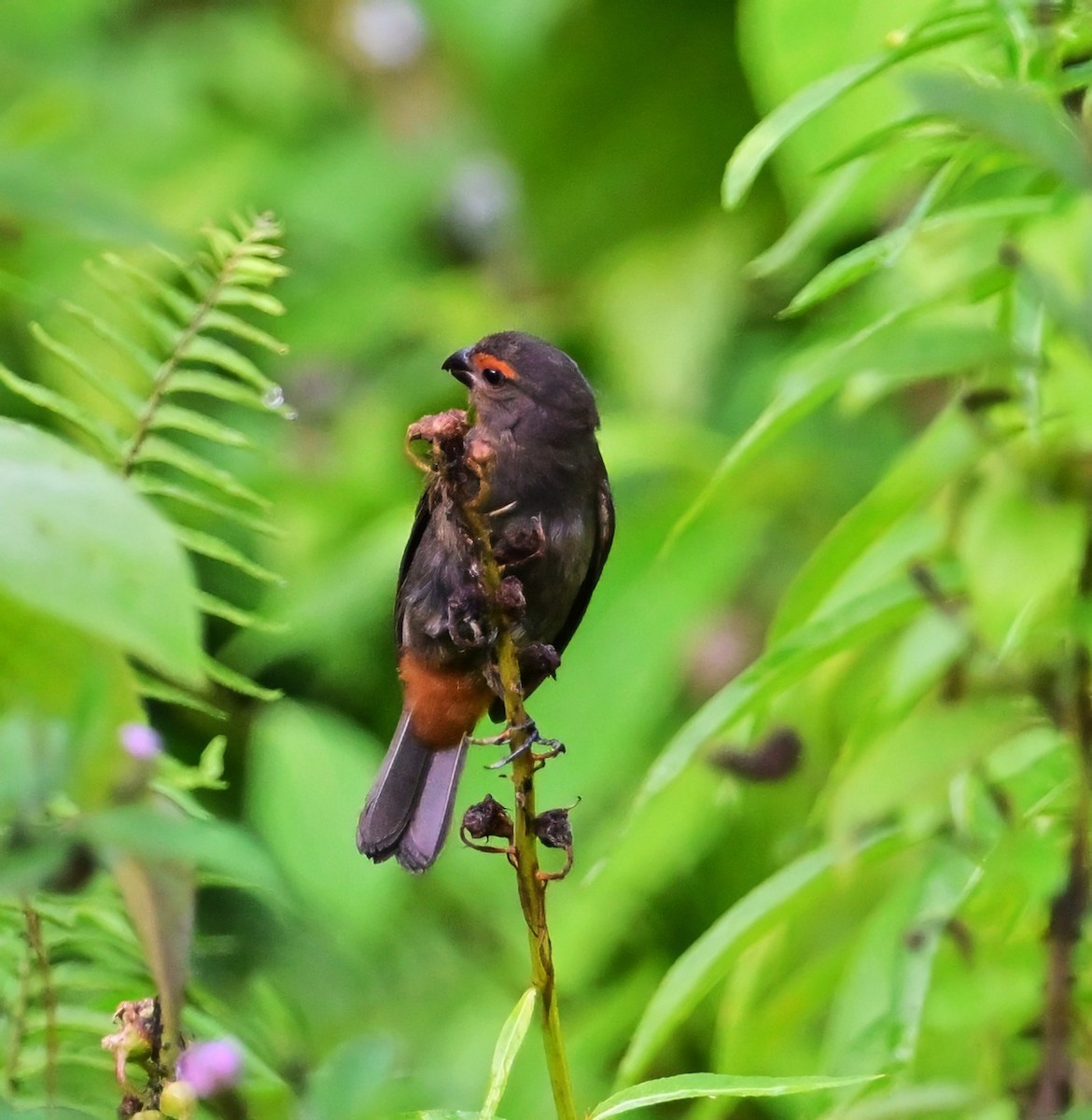 Greater Antillean Bullfinch - ML640245386