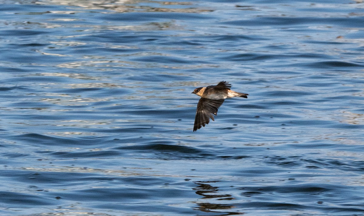 Cave Swallow - ML640245387