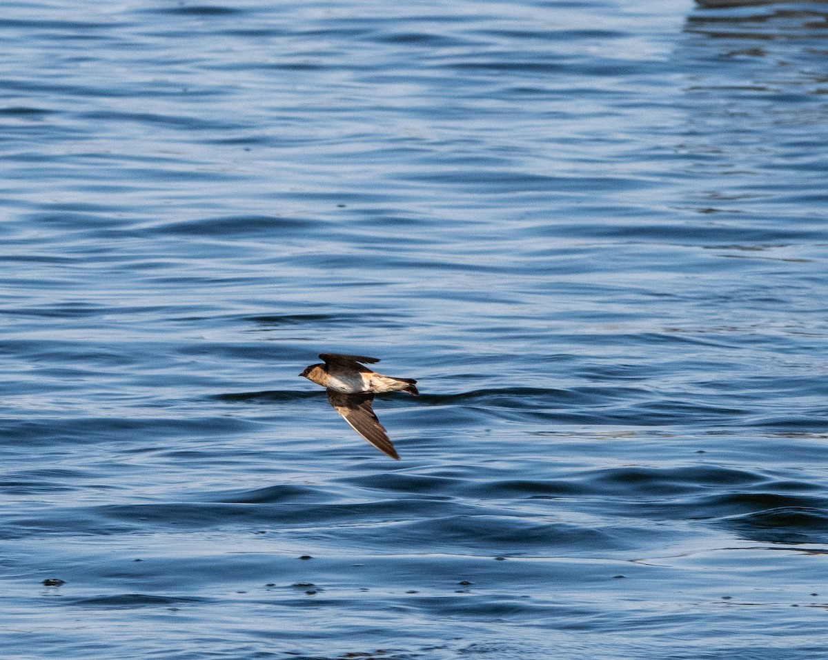 Cave Swallow - ML640245388