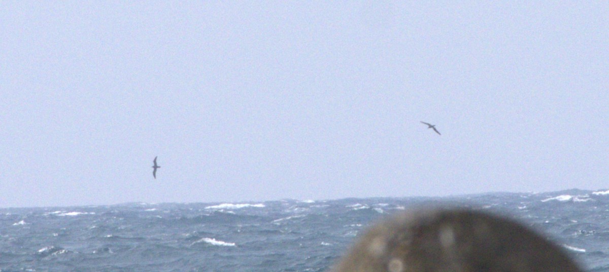 Streaked Shearwater - ML640245438