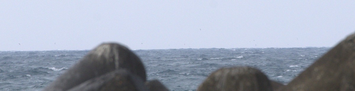 Буревісник тихоокеанський - ML640245440