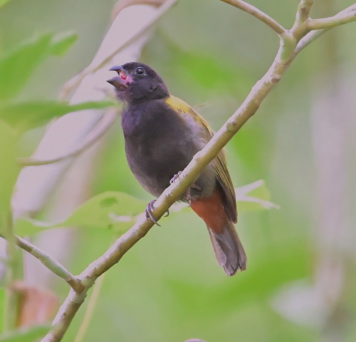 Yellow-shouldered Grassquit - ML640245452