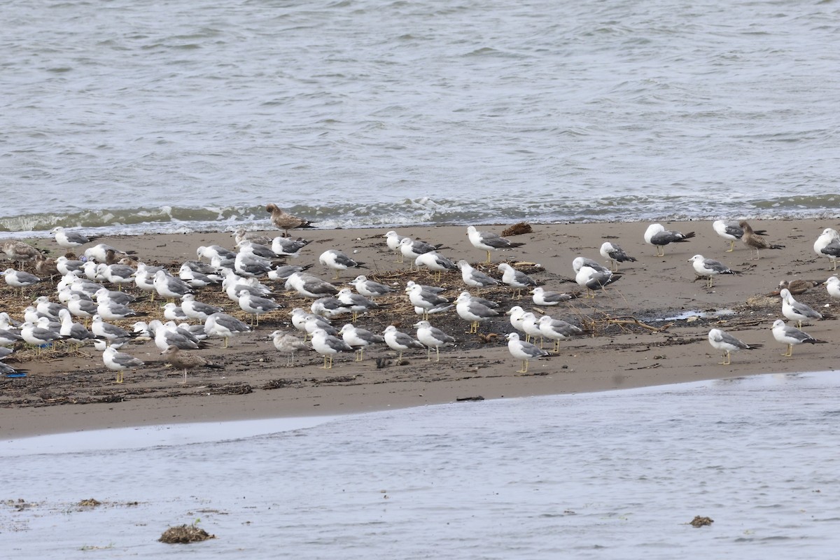 Black-tailed Gull - ML640245456