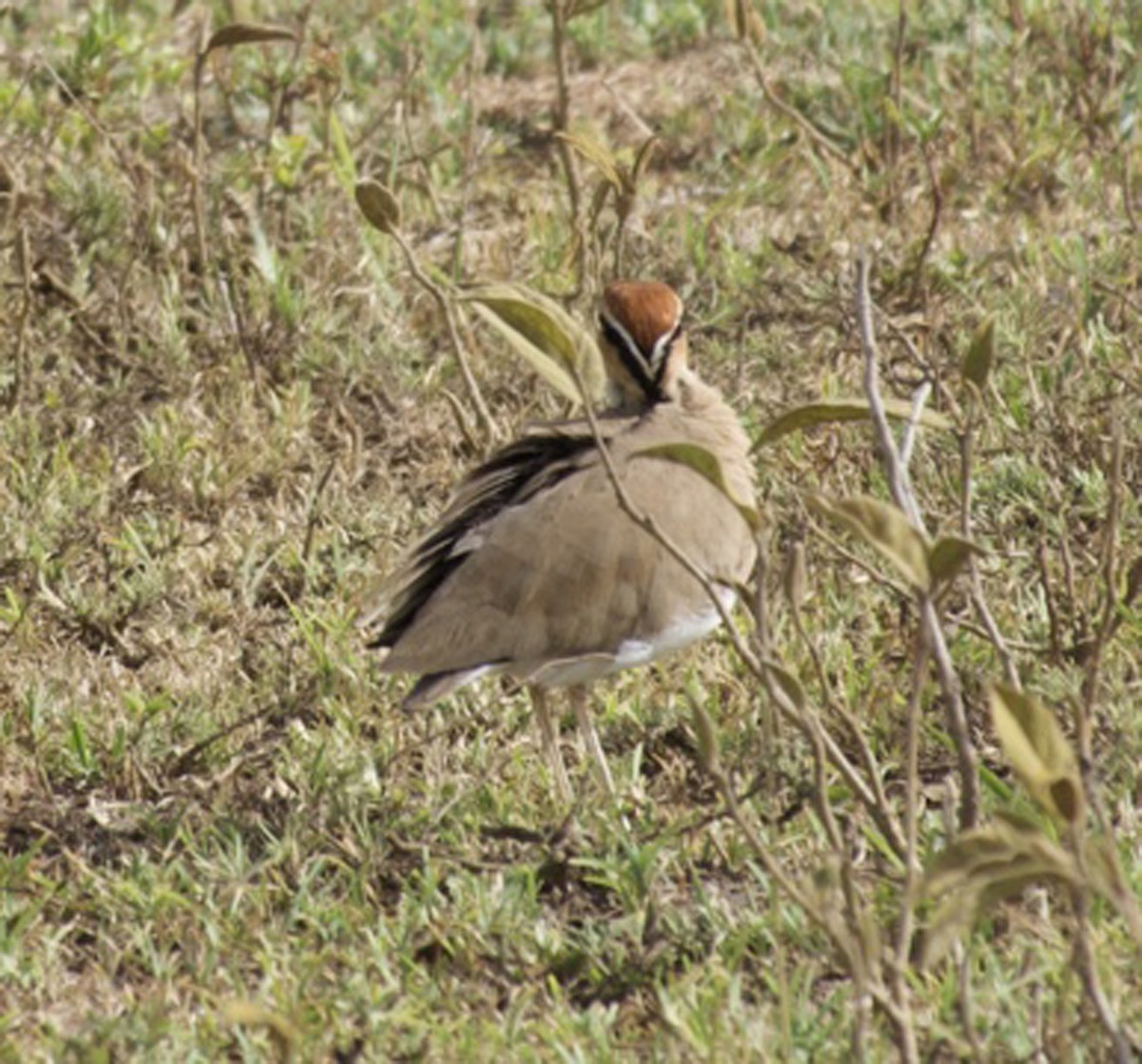 Temminck's Courser - ML640245459