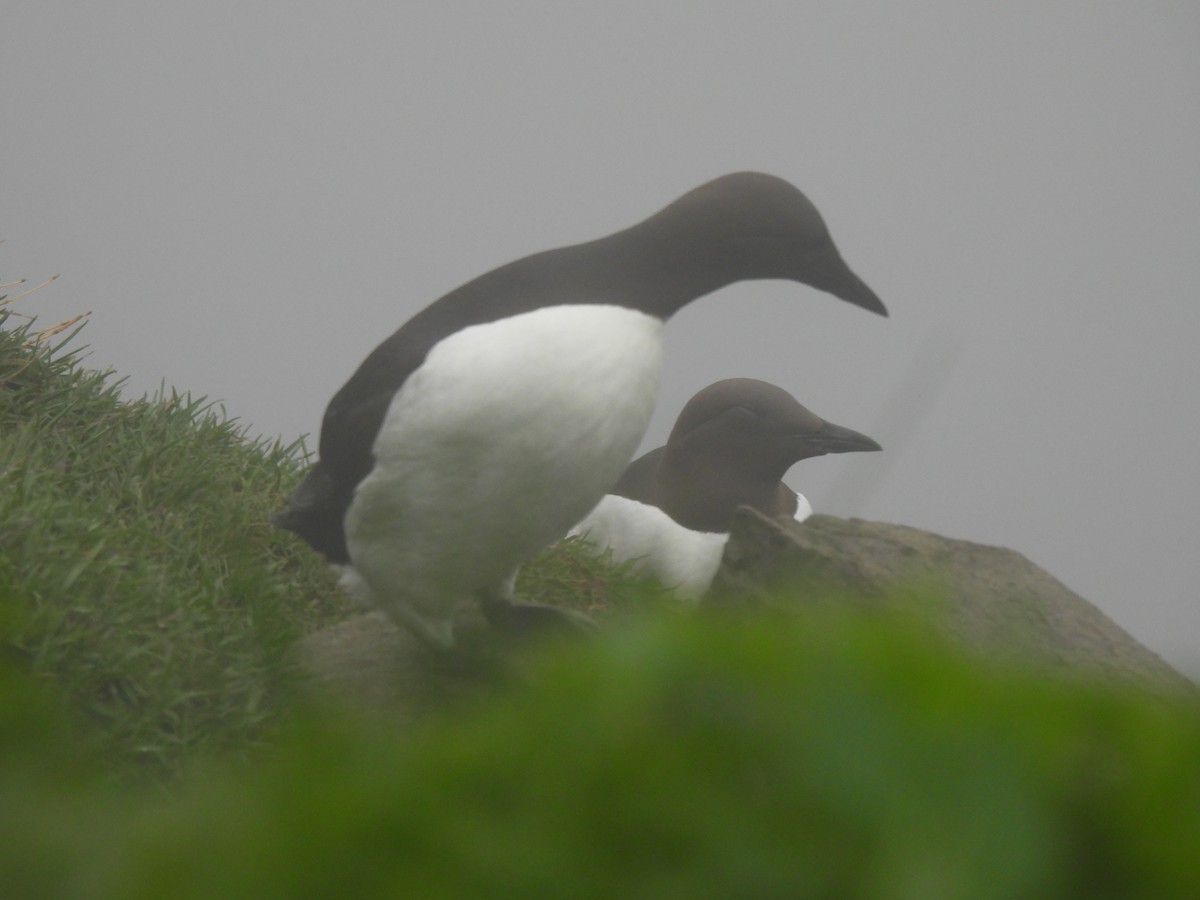 Common Murre - ML640245475