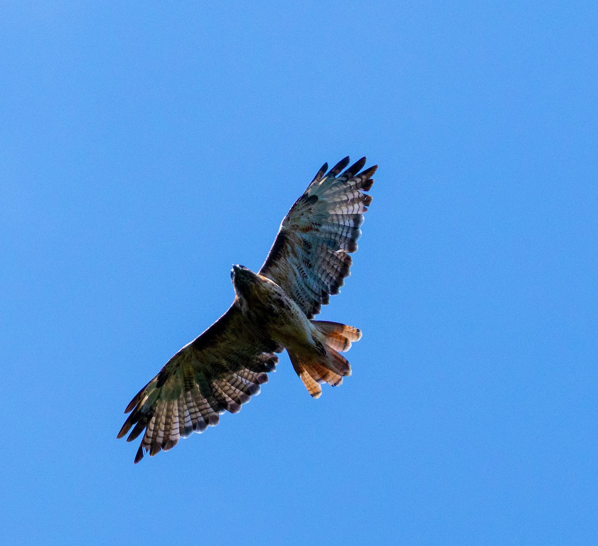 Red-tailed Hawk - ML640245500