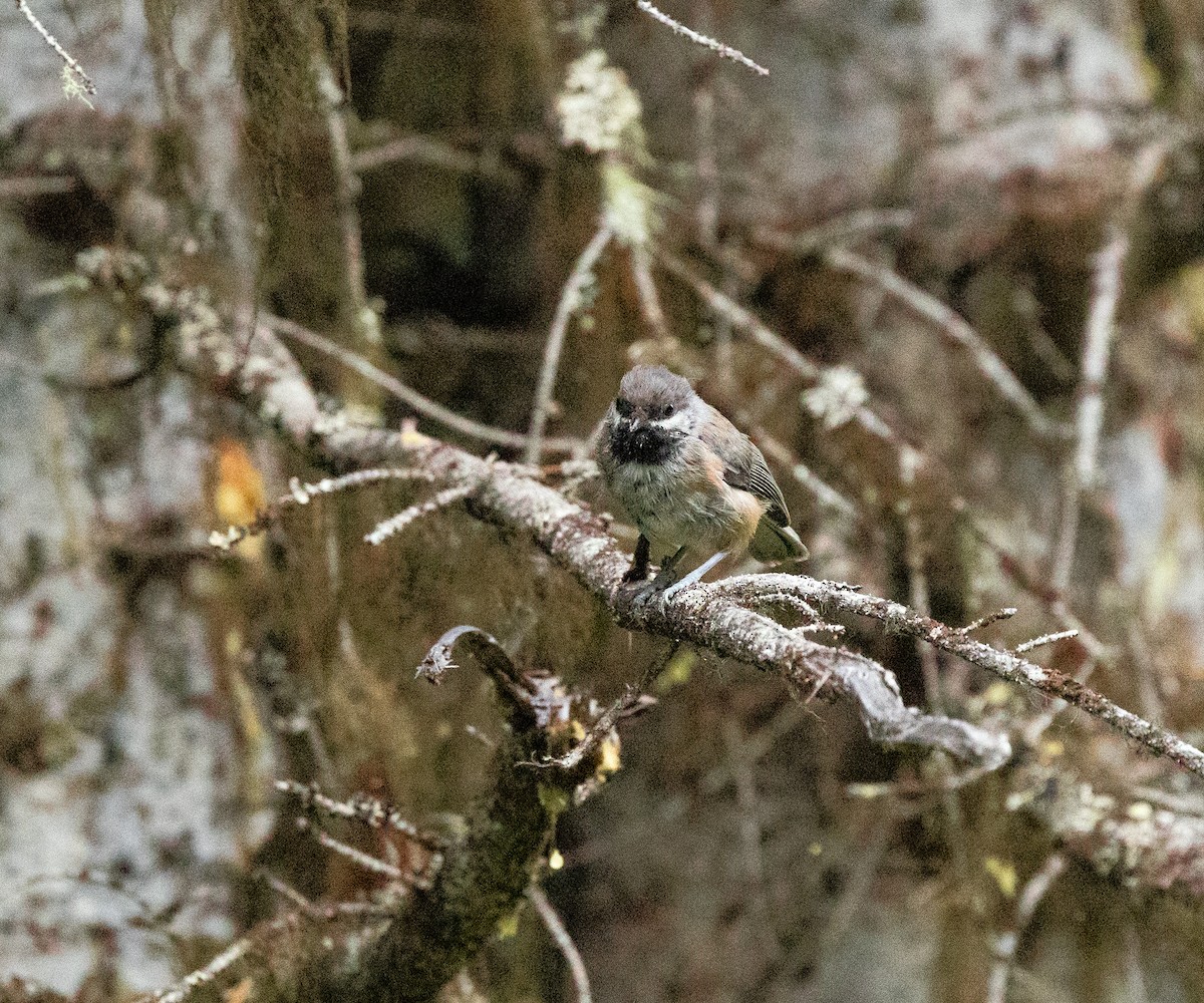 Boreal Chickadee - ML640245515