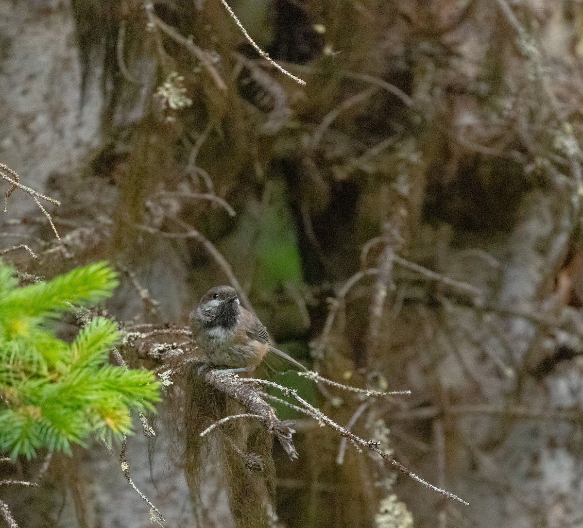 Boreal Chickadee - ML640245516