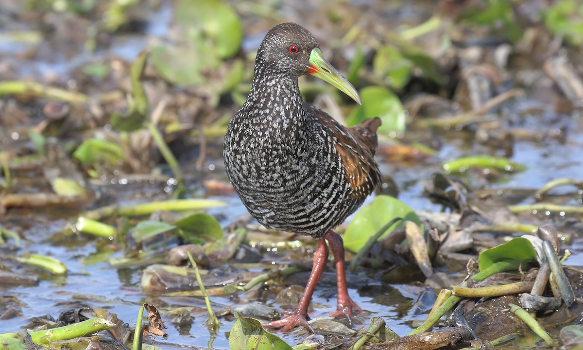 Spotted Rail - ML640245570