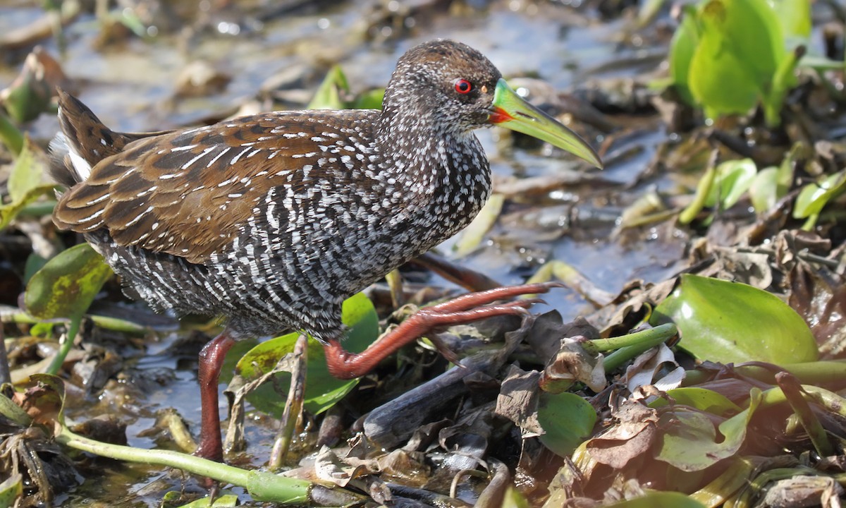 Spotted Rail - ML640245571