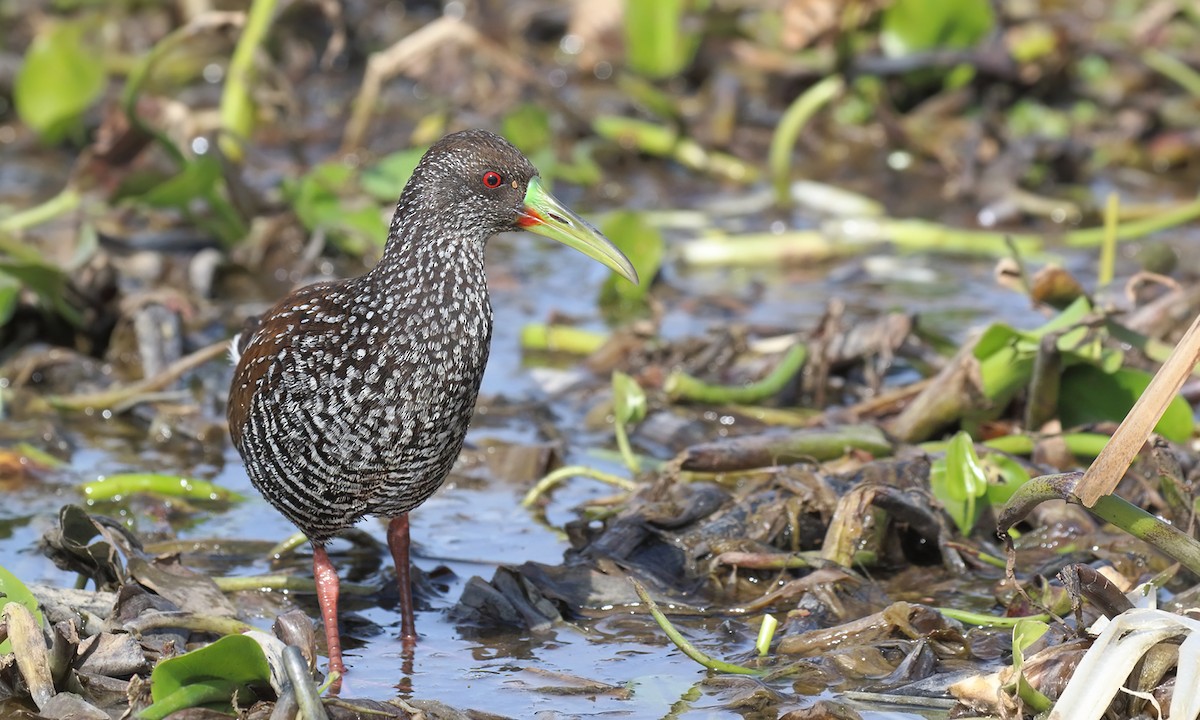 Spotted Rail - ML640245572