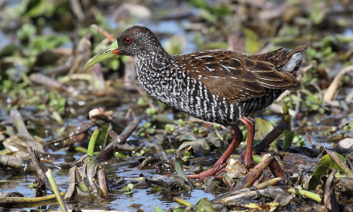 Spotted Rail - ML640245573