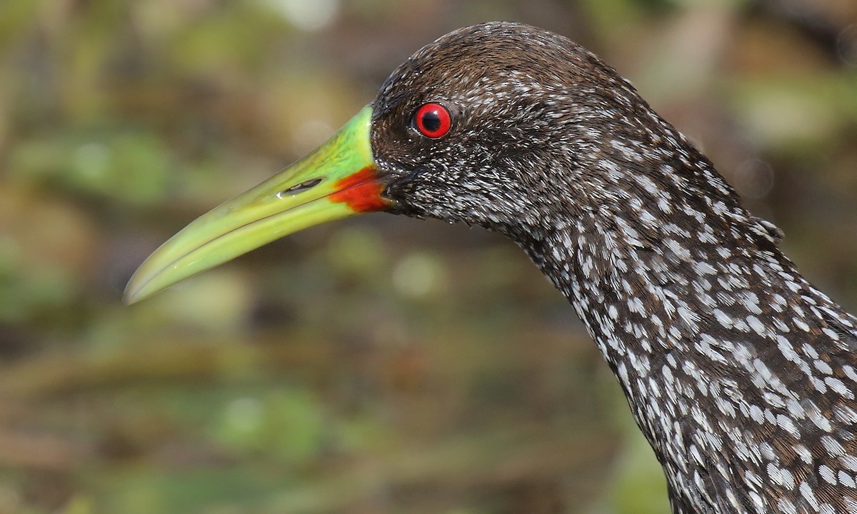 Spotted Rail - ML640245575