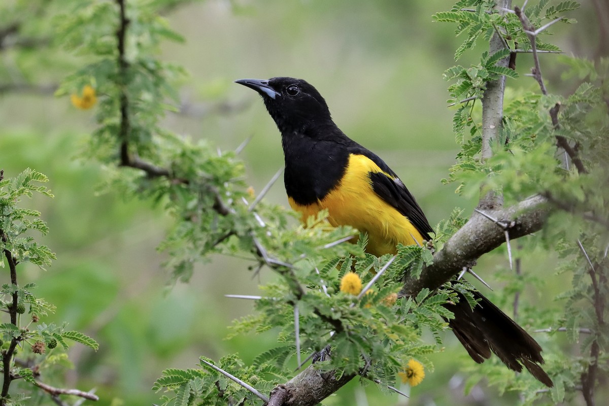 Black-vented Oriole - ML640245593