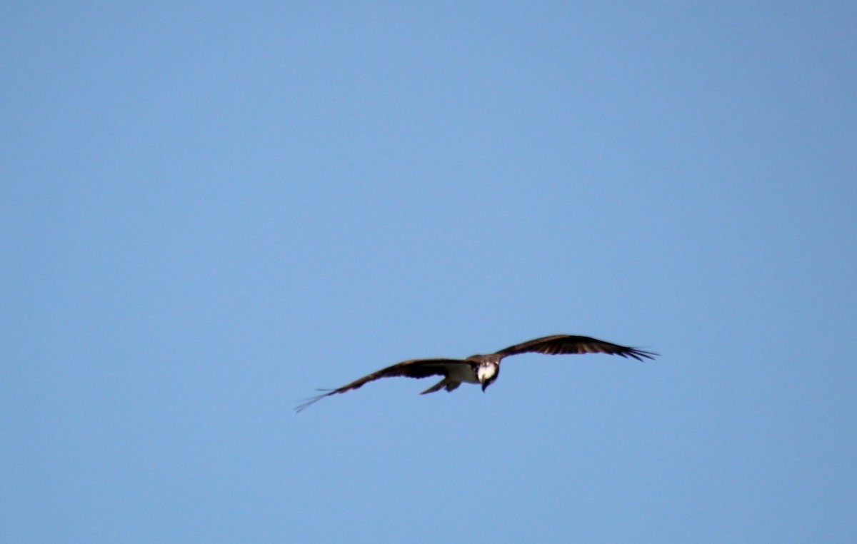 Загасч явлаг - ML640245647