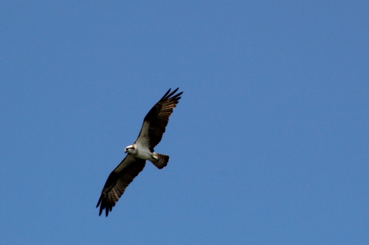 Загасч явлаг - ML640245650