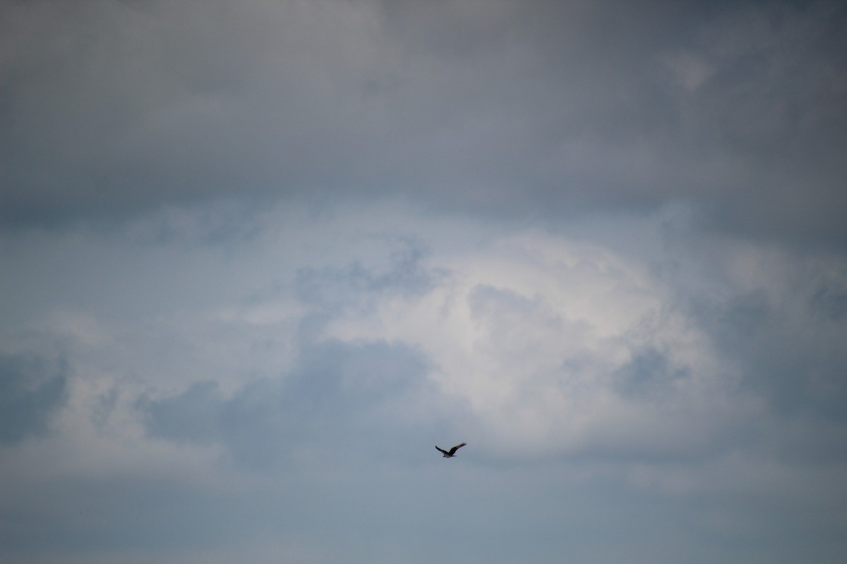 Загасч явлаг - ML640245651