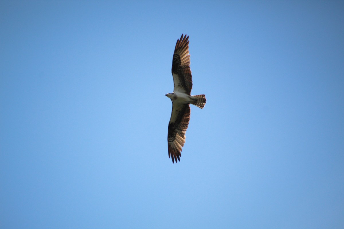 Загасч явлаг - ML640245652