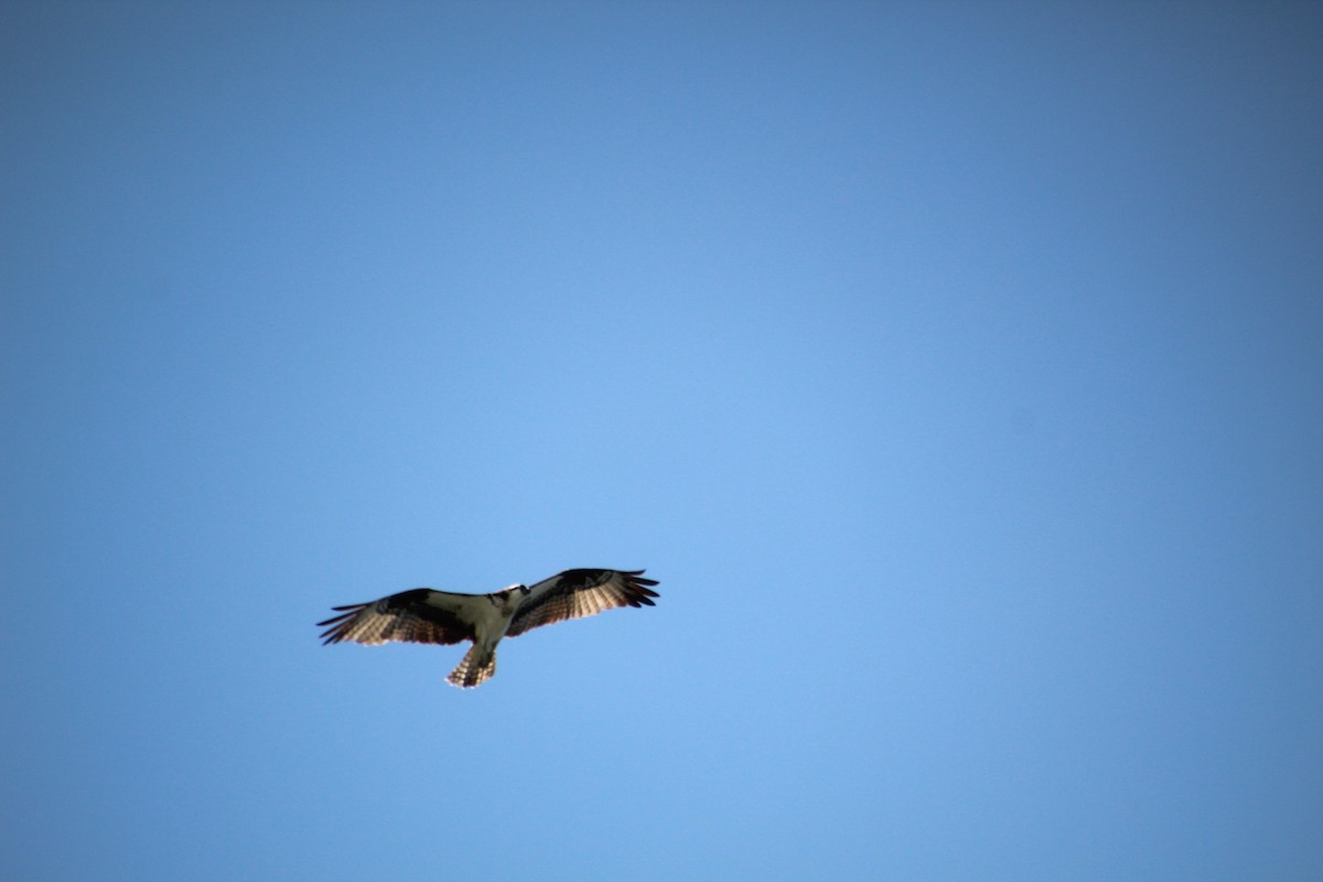 Загасч явлаг - ML640245653