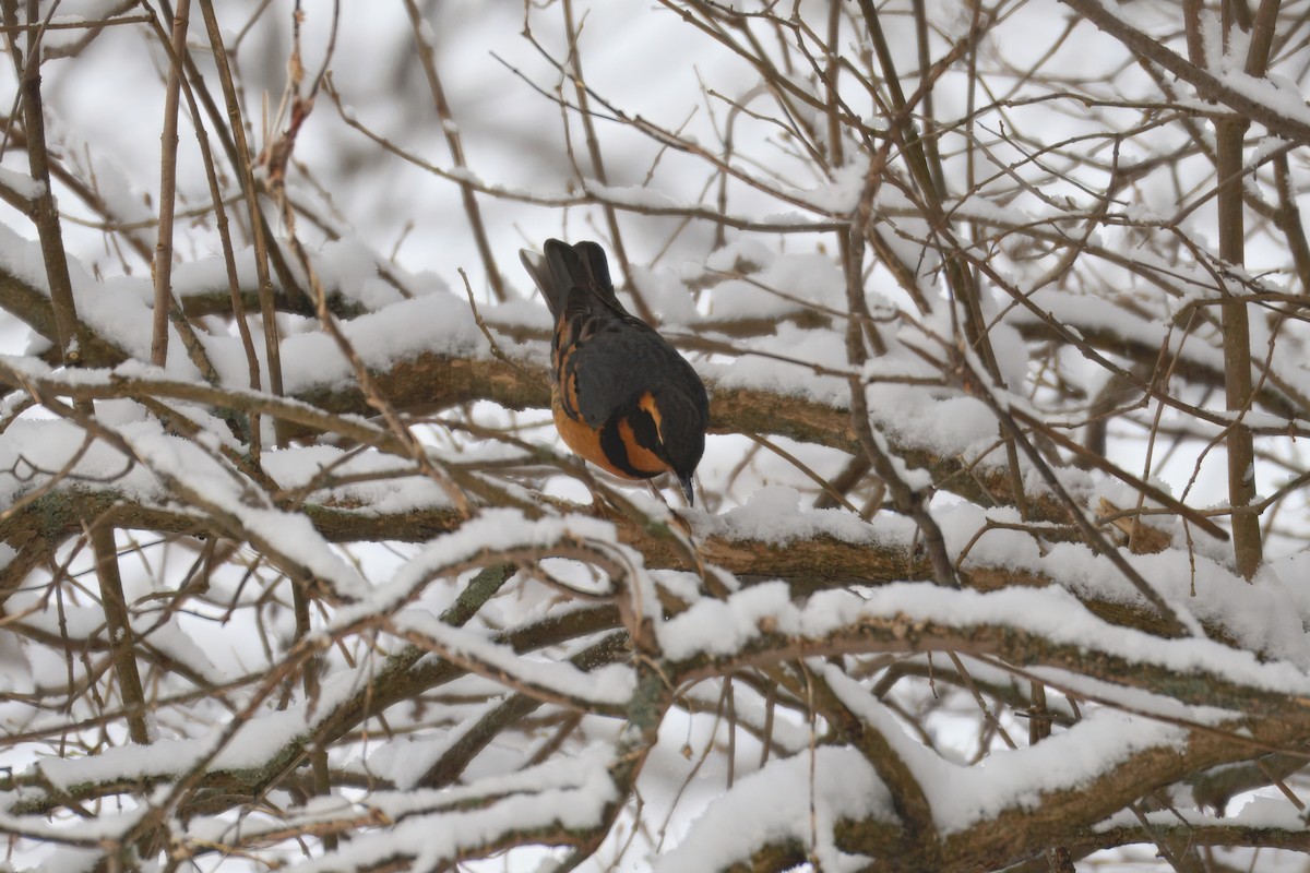 Varied Thrush - ML640245670