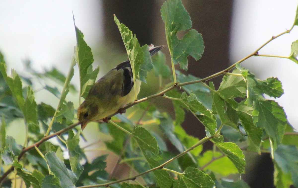American Goldfinch - ML640245685