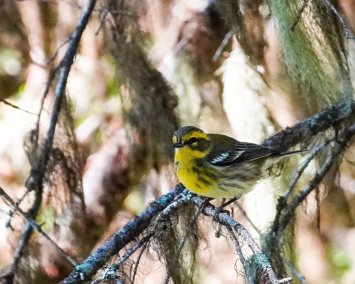 Townsend's Warbler - ML640245767