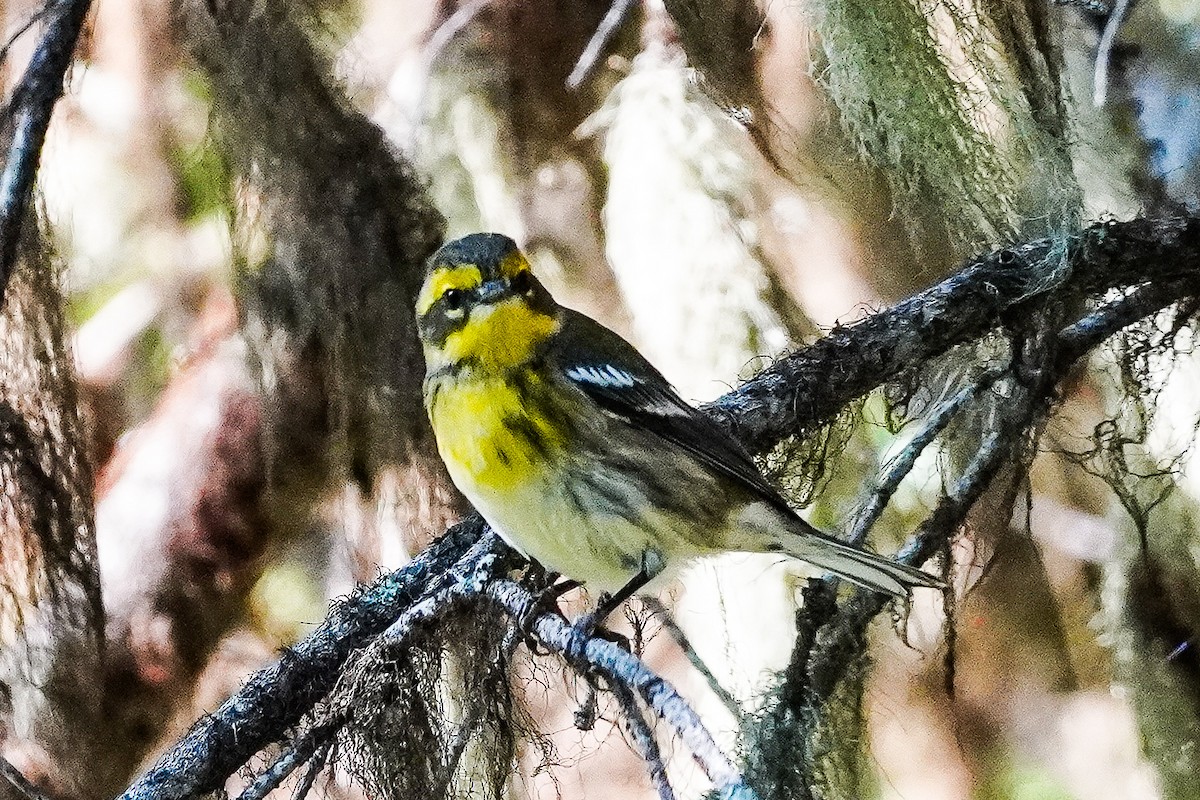 Townsend's Warbler - ML640245768