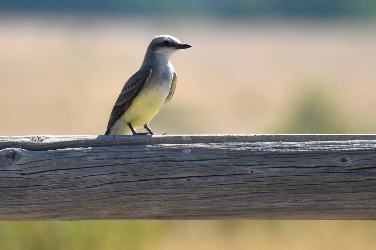 Western Kingbird - ML640245828