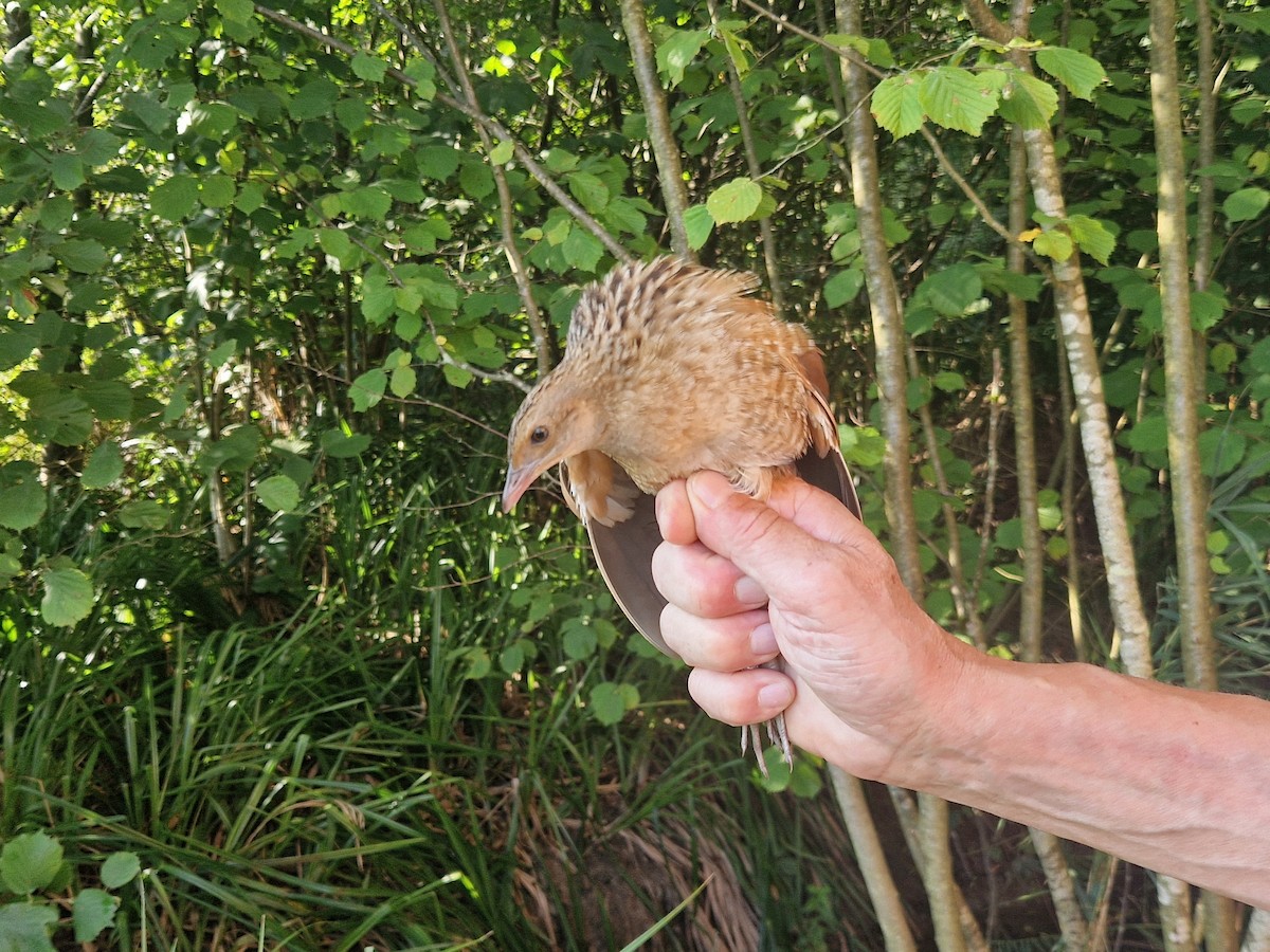 Corn Crake - ML640245832