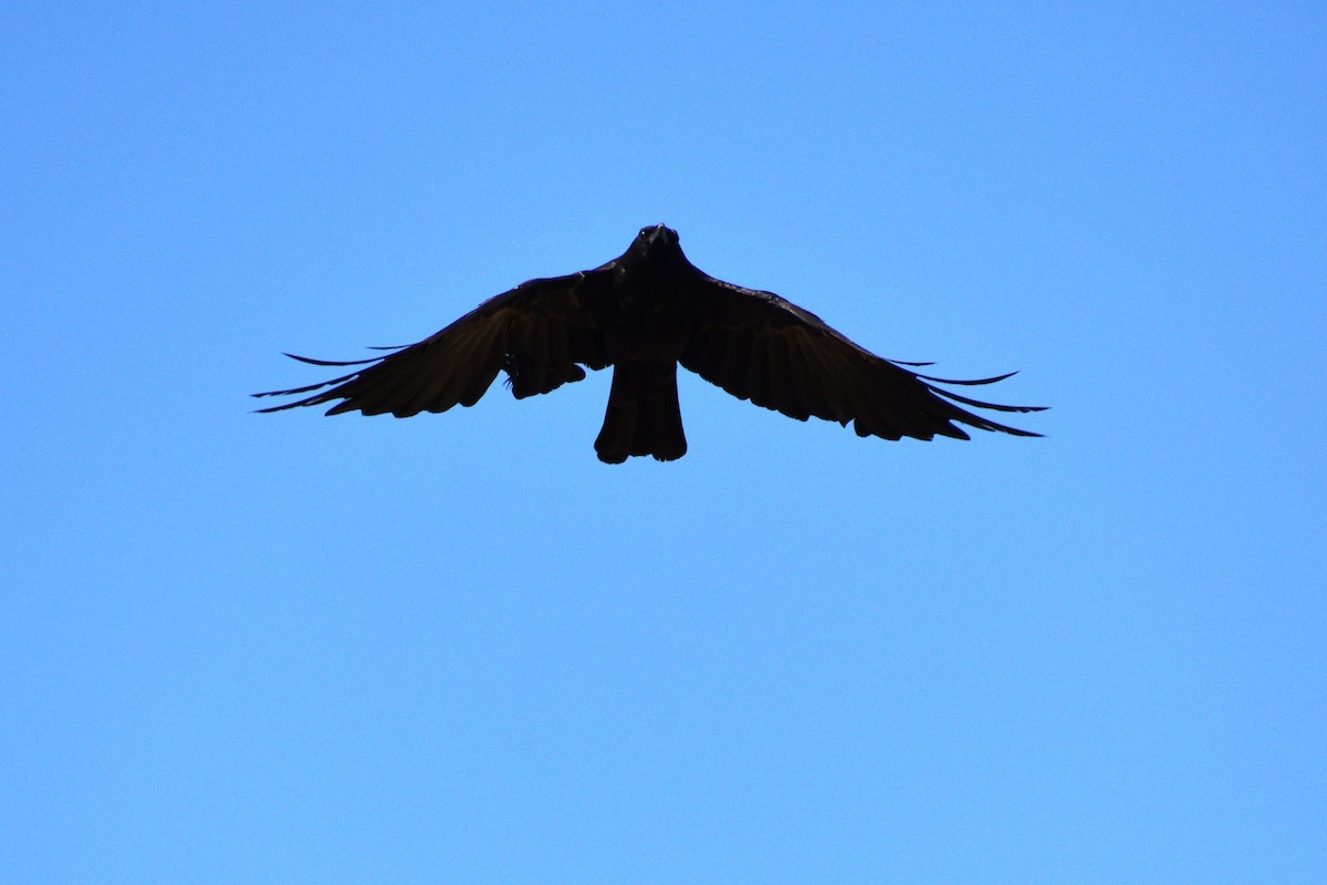 American Crow - ML640245835