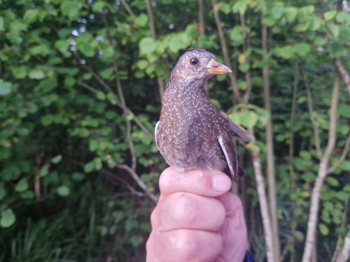 Spotted Crake - ML640245839