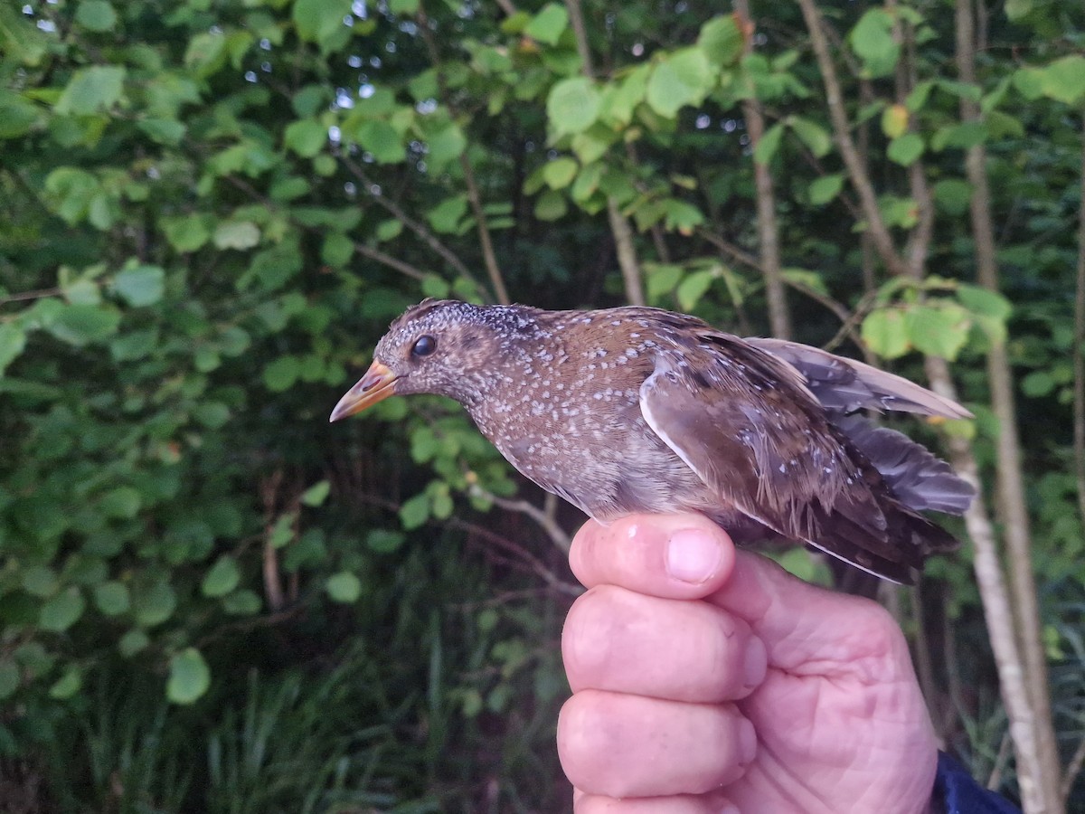 Spotted Crake - ML640245841