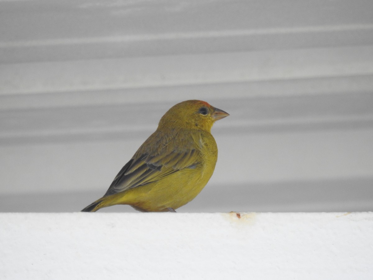 Orange-fronted Yellow-Finch - ML640245842