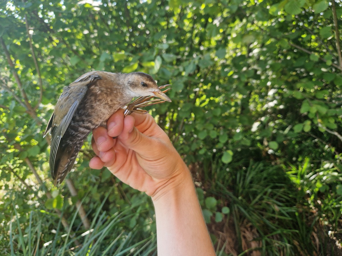 Little Crake - ML640245876