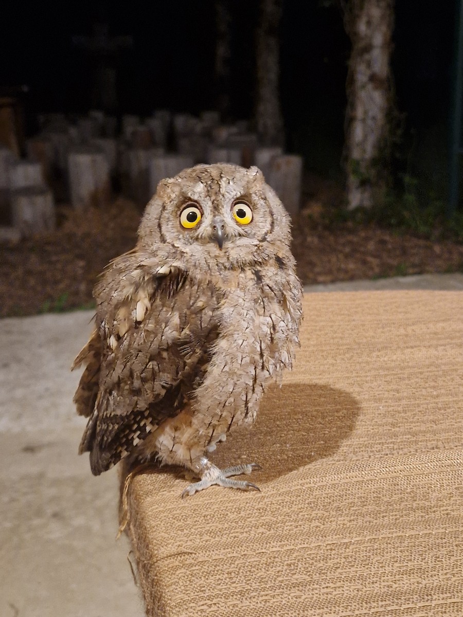 Eurasian Scops-Owl - ML640245886