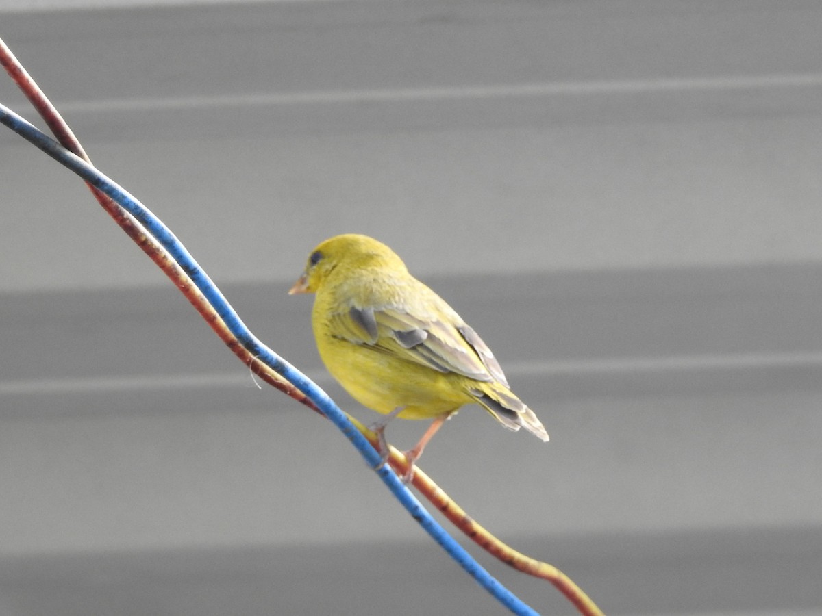 Orange-fronted Yellow-Finch - ML640245892