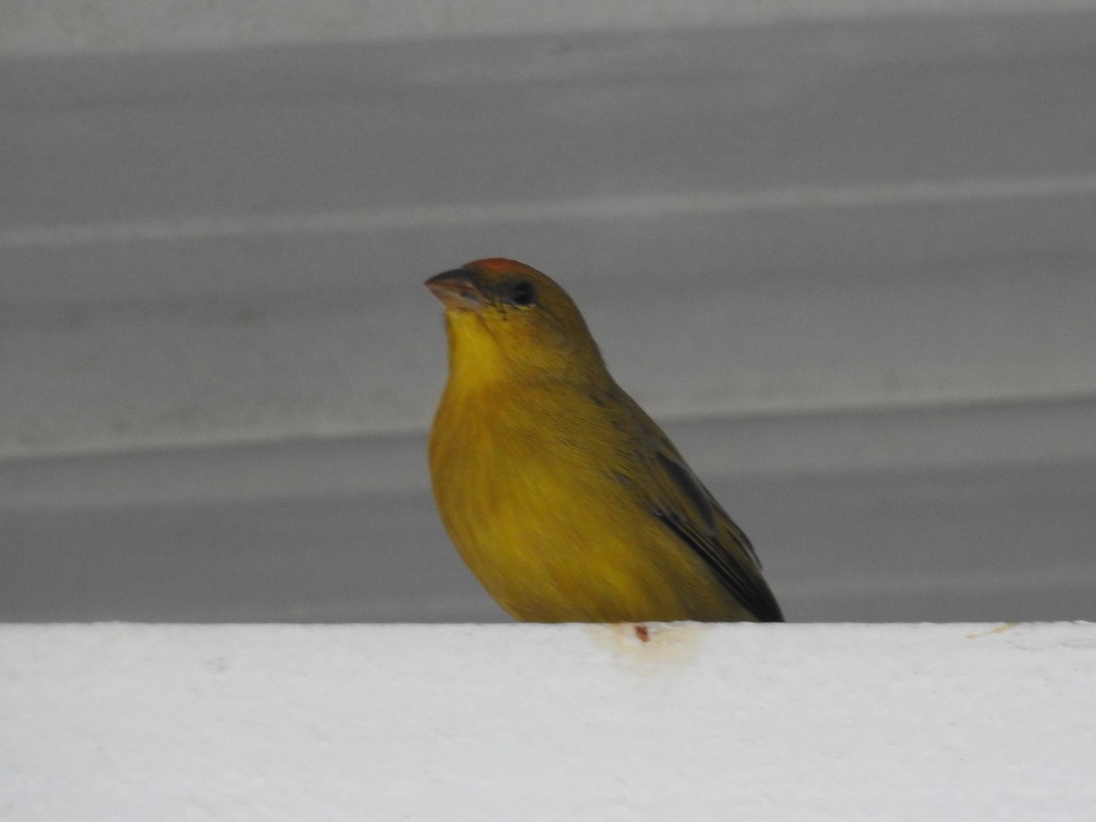 Orange-fronted Yellow-Finch - ML640245933