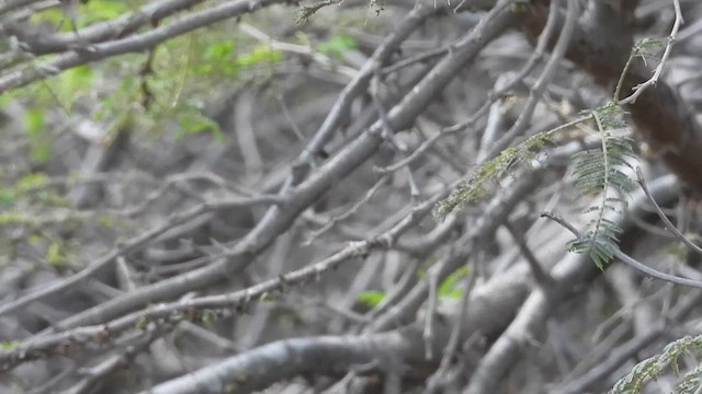 Necklaced Spinetail (La Libertad) - ML640245941