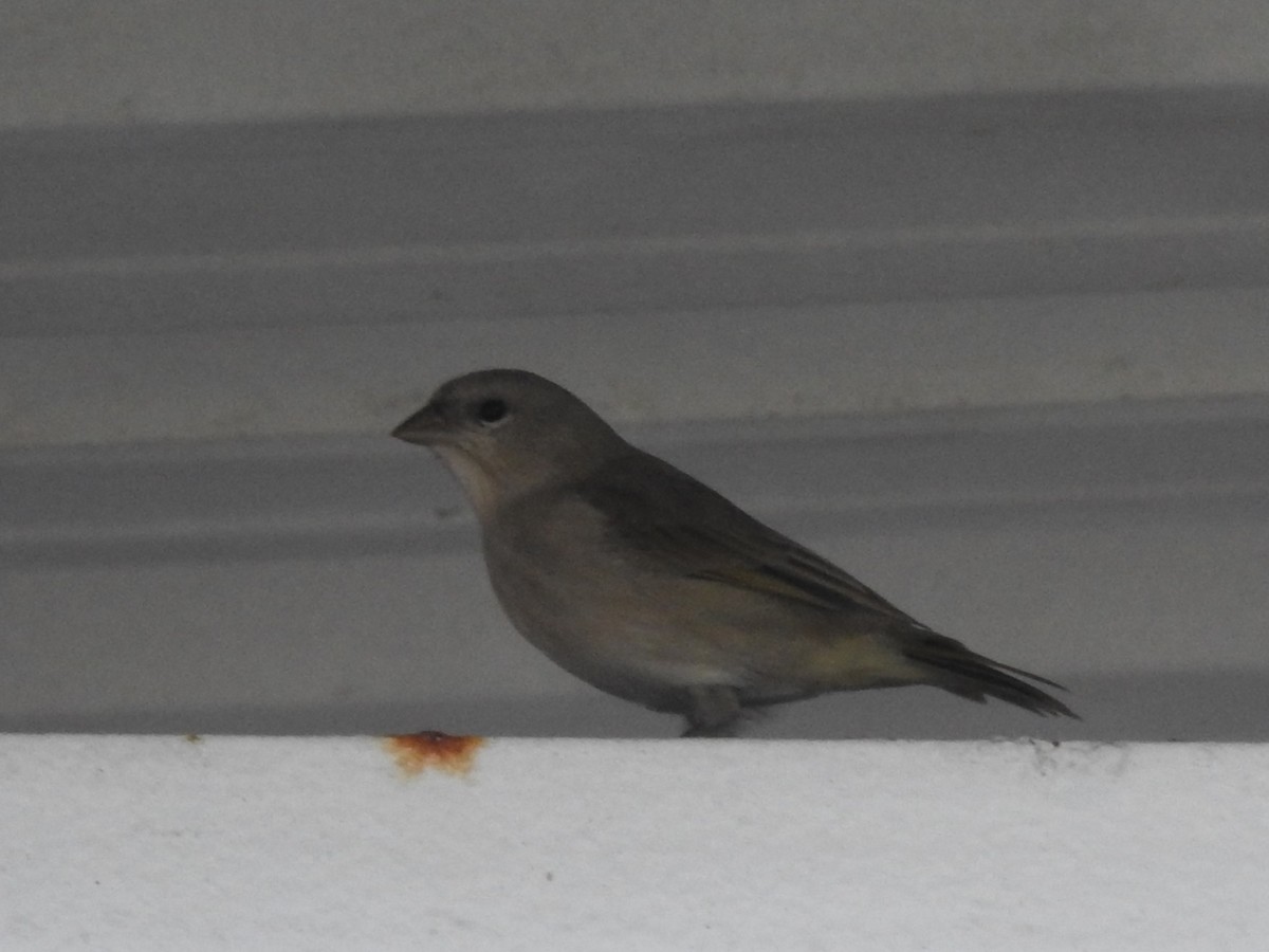 Orange-fronted Yellow-Finch - ML640245953
