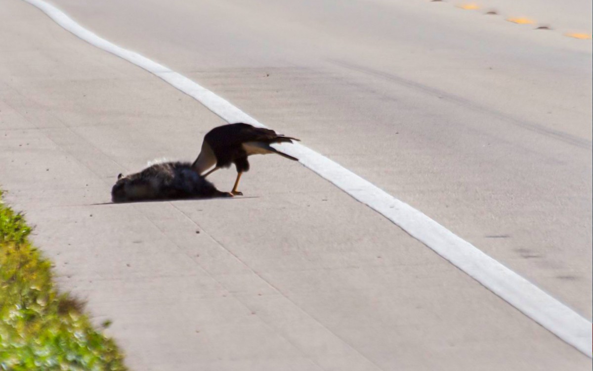 Crested Caracara (Northern) - ML640245968