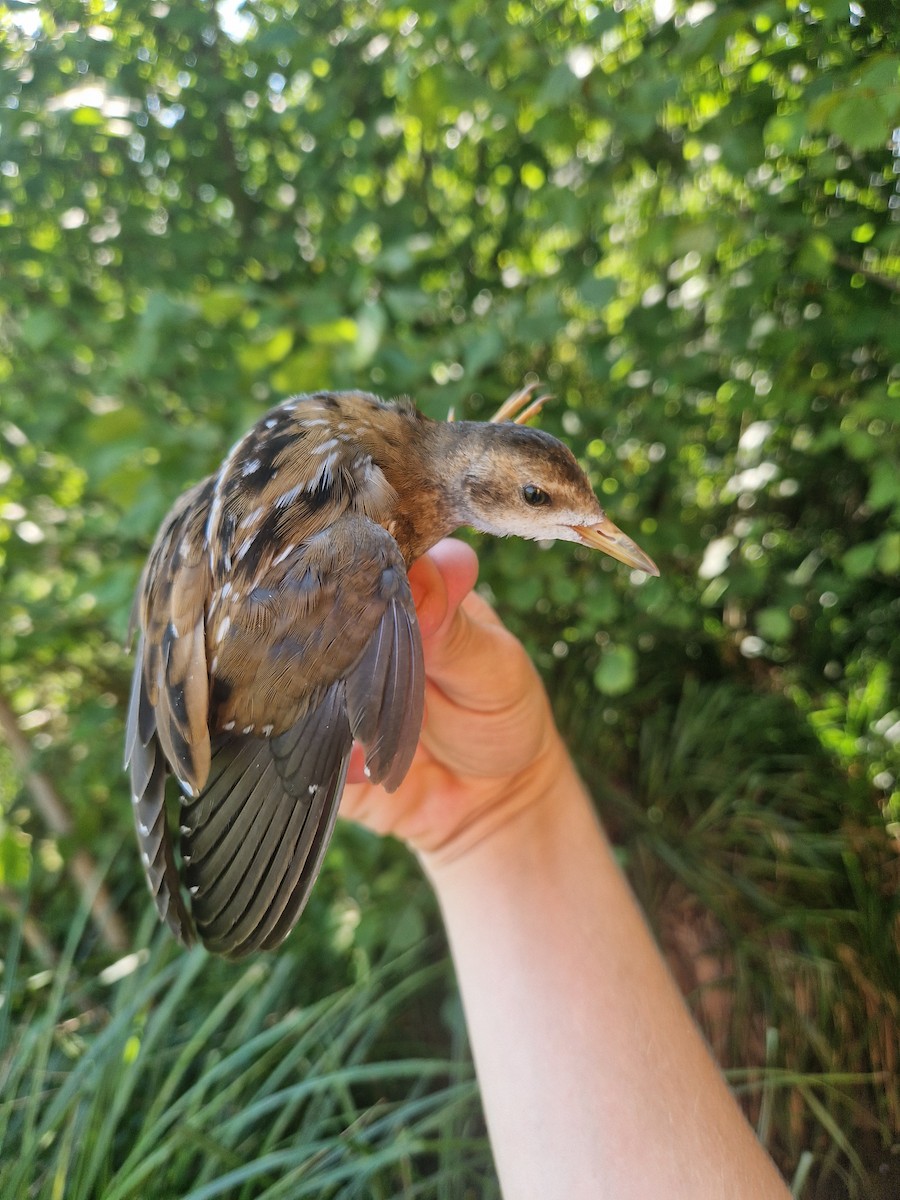 Little Crake - ML640245997