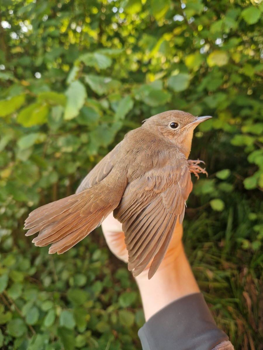 Common Nightingale - ML640246031
