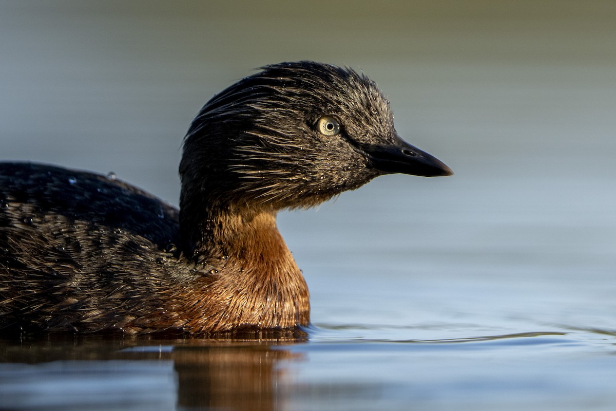New Zealand Grebe - ML640246061