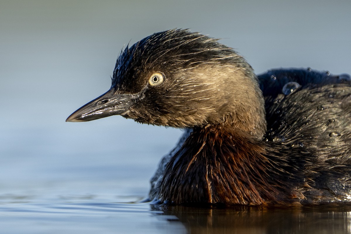 New Zealand Grebe - ML640246062