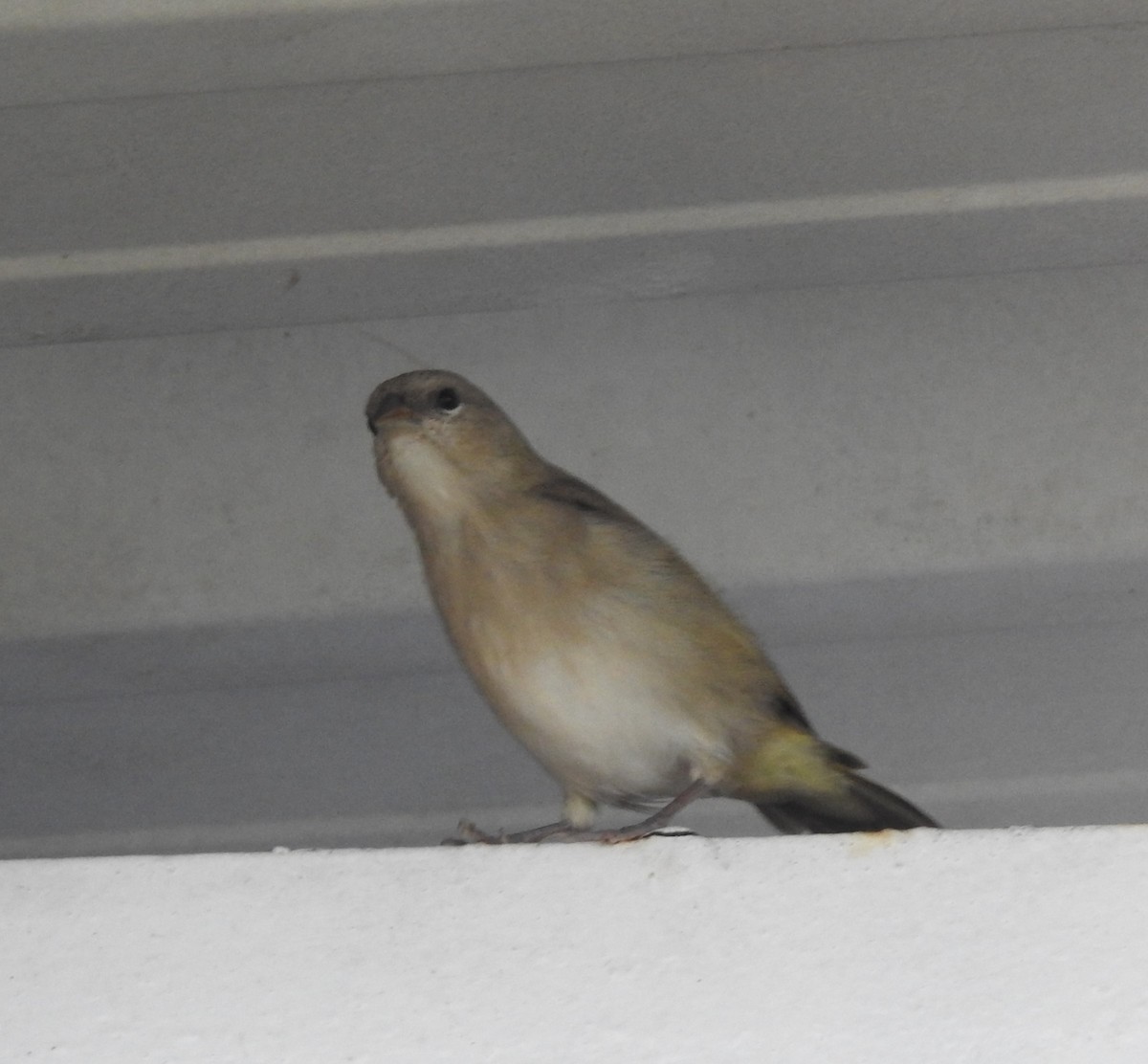 Orange-fronted Yellow-Finch - ML640246064