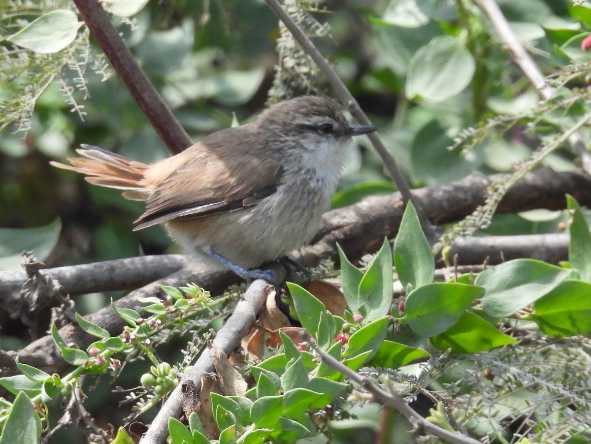 Necklaced Spinetail (La Libertad) - ML640246137