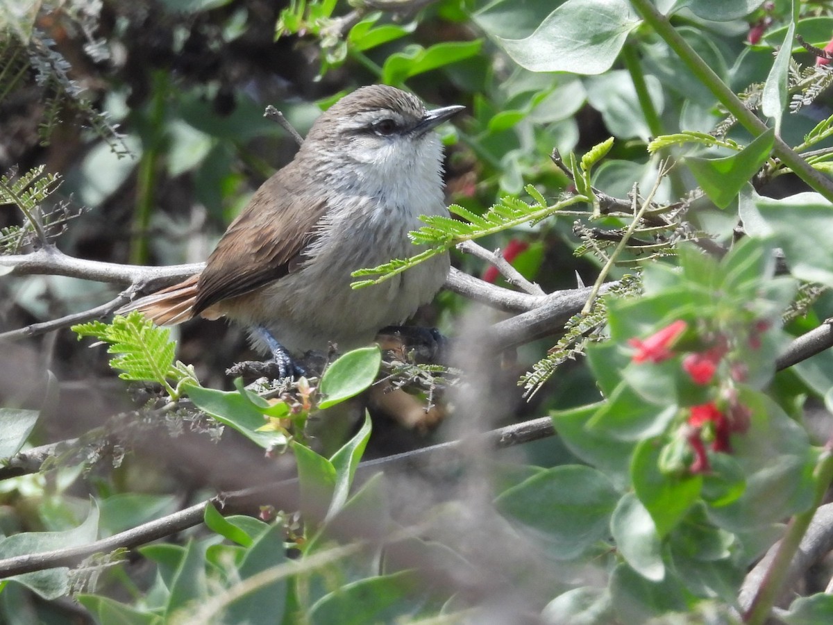 Necklaced Spinetail (La Libertad) - ML640246138