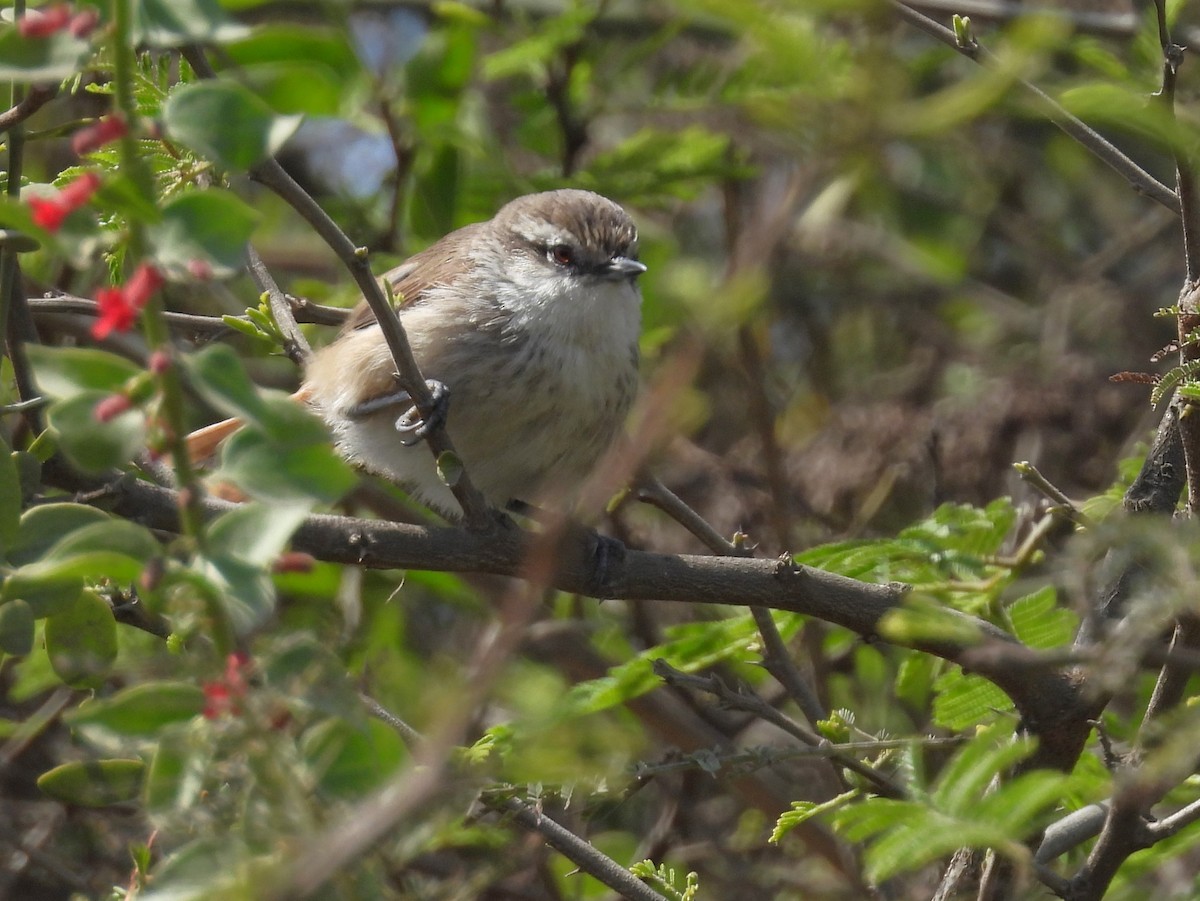 Necklaced Spinetail (La Libertad) - ML640246139