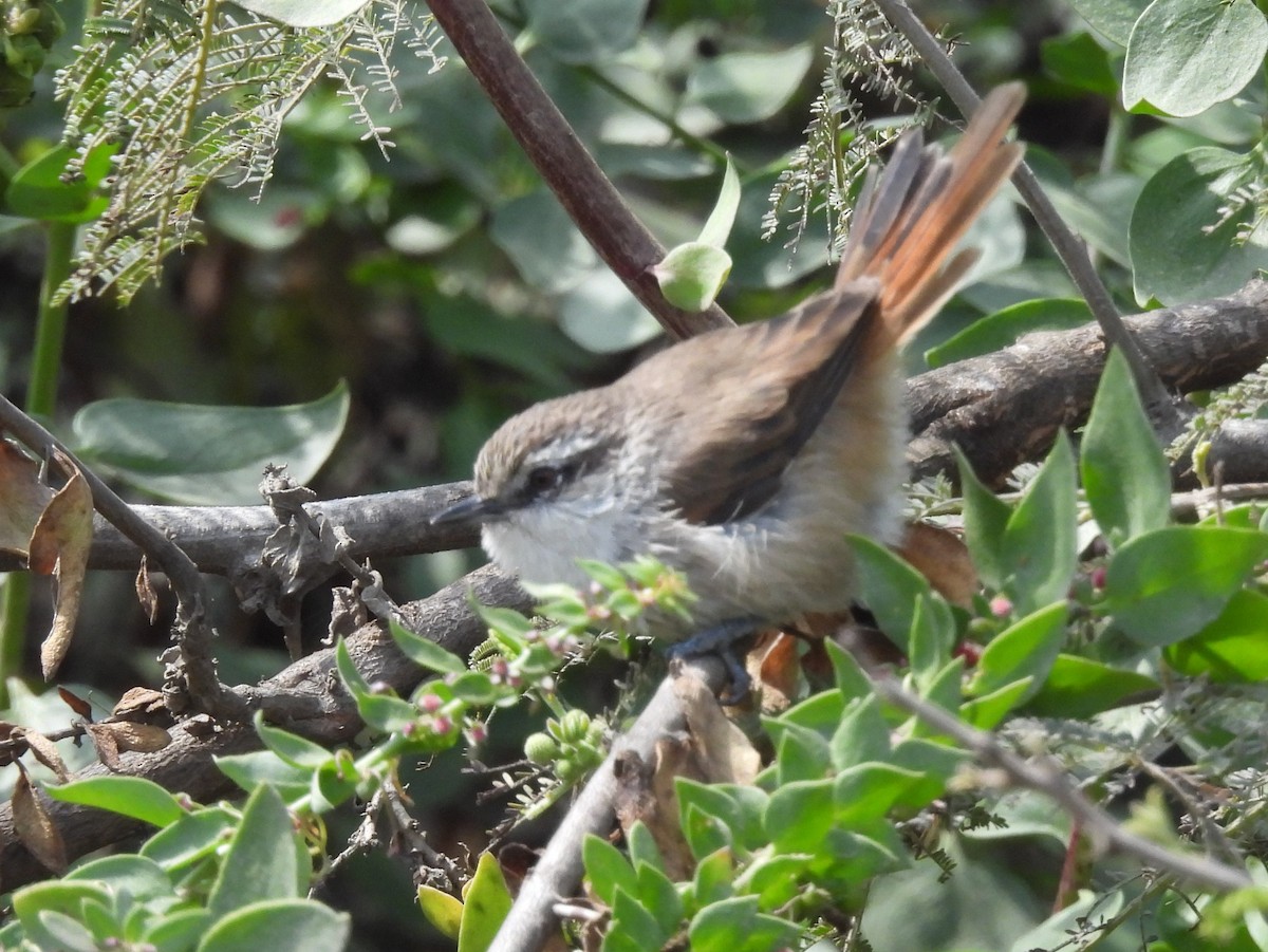 Necklaced Spinetail (La Libertad) - ML640246140