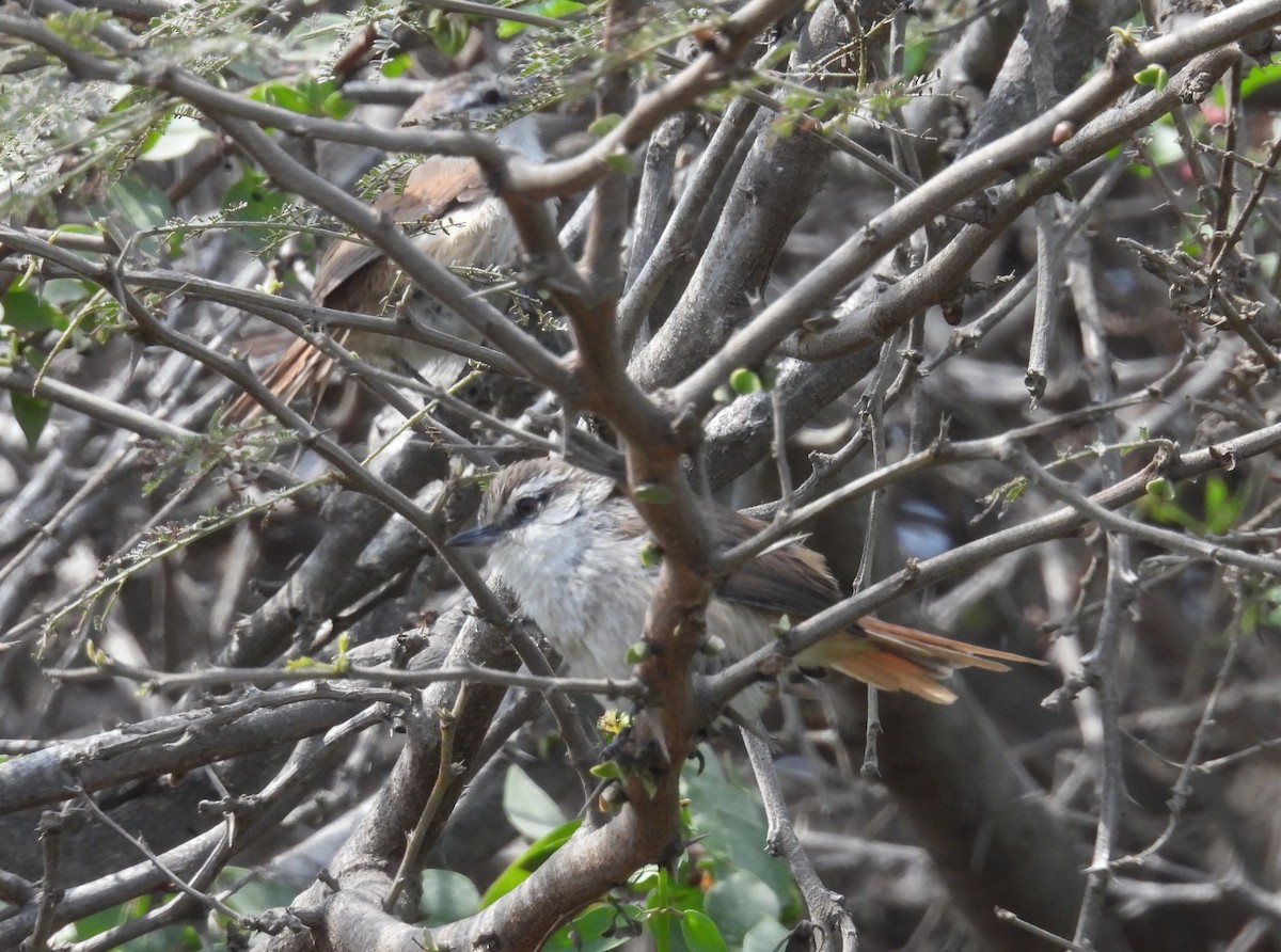 Necklaced Spinetail (La Libertad) - ML640246141